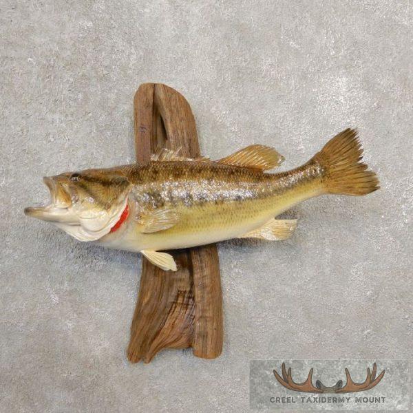 19" Largemouth Bass Taxidermy Fish Mount For Sale