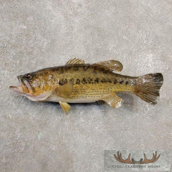 16.75" Largemouth Bass Taxidermy Fish Mount For Sale