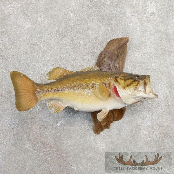 20" Largemouth Bass Taxidermy Fish Mount For Sale