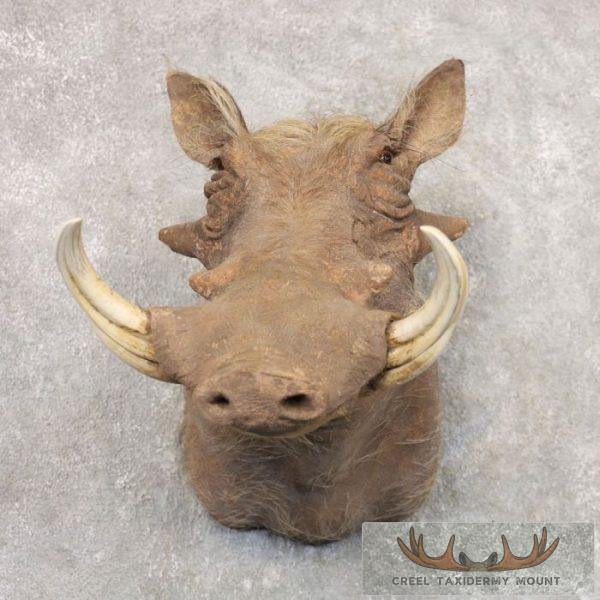 African Warthog Shoulder Taxidermy Mount For Sale