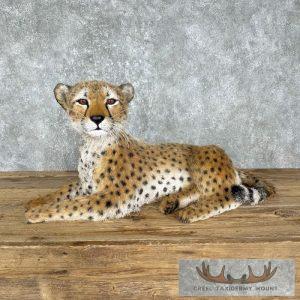 Reproduction Cheetah Cub Mount Taxidermy