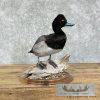 Lesser Scaup Duck Taxidermy Bird Mount For Sale
