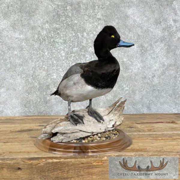 Lesser Scaup Duck Taxidermy Bird Mount For Sale