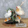 Leucistic Mandarin Duck Pair Taxidermy Bird Mount For Sale