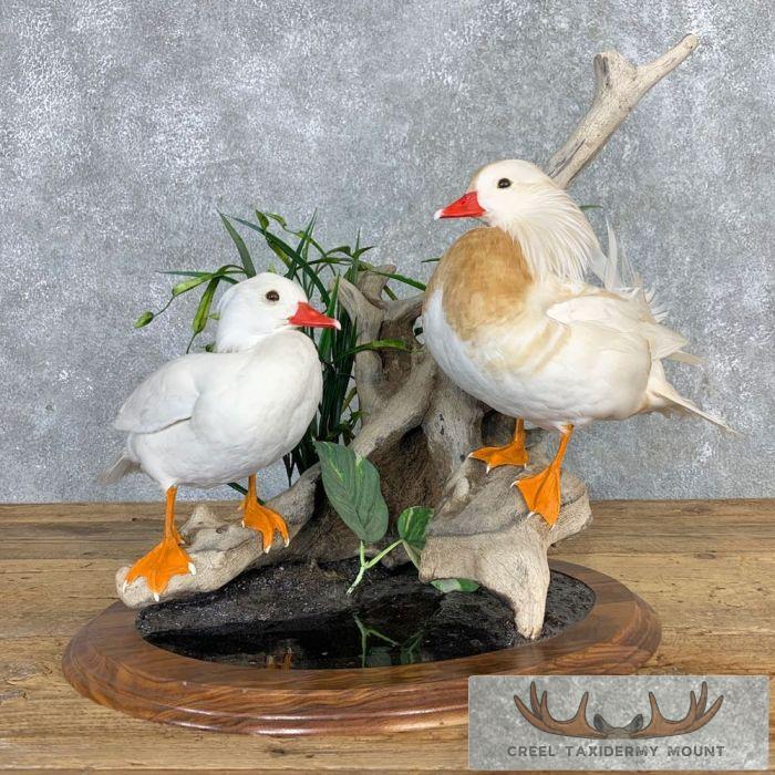 Leucistic Mandarin Duck Pair Taxidermy Bird Mount For Sale