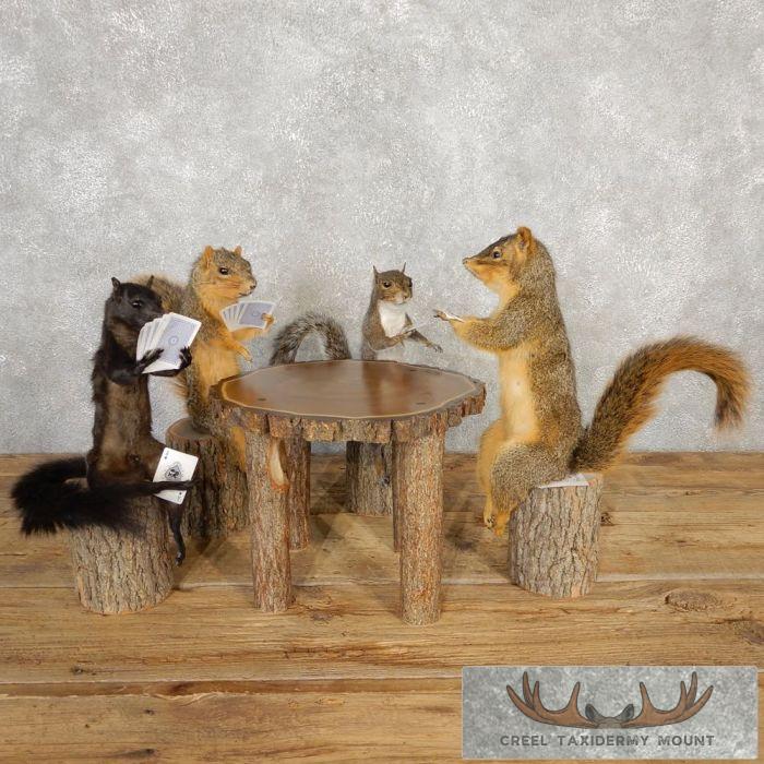 Poker Squirrel Taxidermy Mount Set For Sale