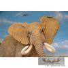 African Elephant Full Size Taxidermy Reproduction Mount For Sale - Image 5
