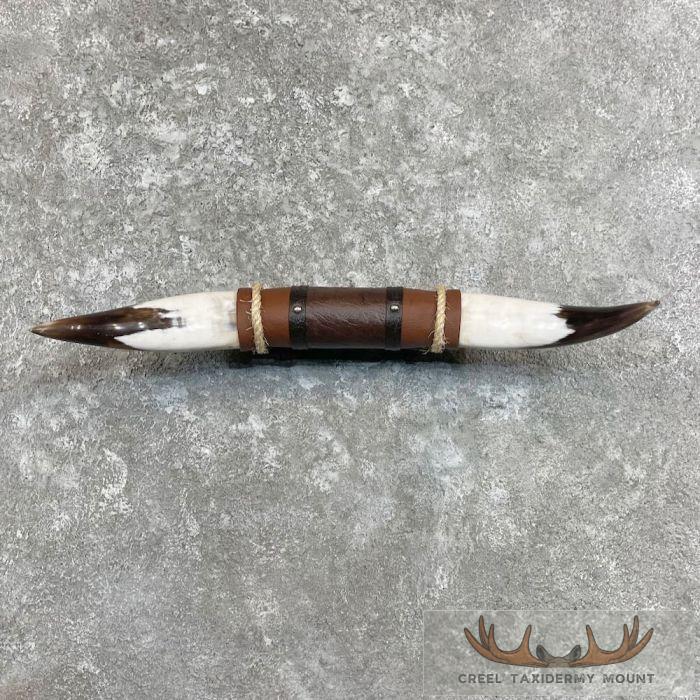 Longhorn Steer Plaque For Sale