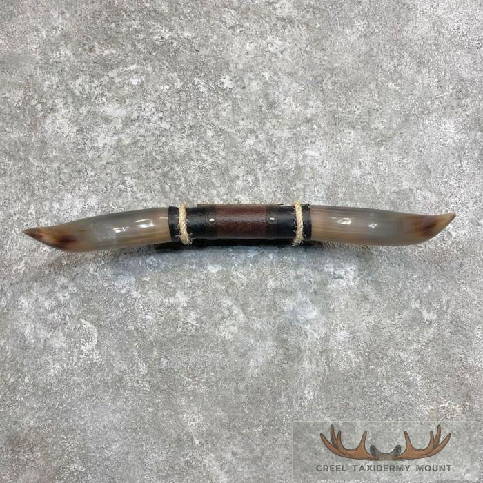 Longhorn Steer Plaque For Sale