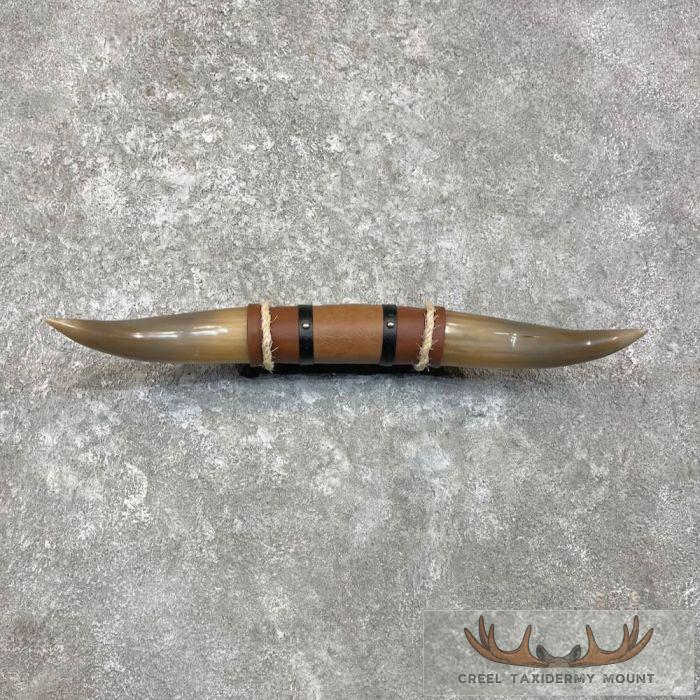 Longhorn Steer Plaque For Sale