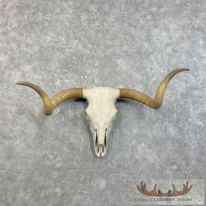 Longhorn Steer Skull European Taxidermy Mount For Sale