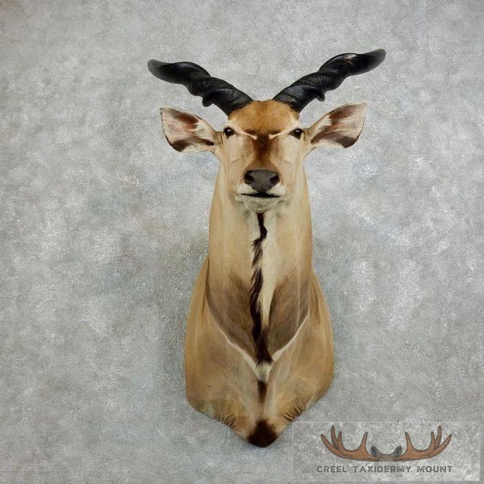 Lord Derby Giant Eland Taxidermy Shoulder Mount For Sale - Image 2