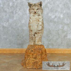 Standing Bobcat Taxidermy Mount Taxidermy