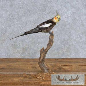 Perched Male Cockatiel Taxidermy Bird Mount Taxidermy