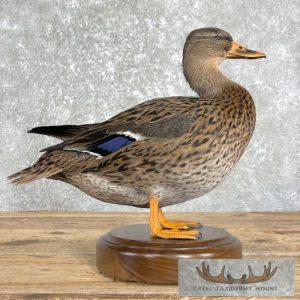 Mallard Duck Taxidermy Bird Mount Taxidermy