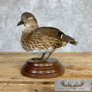 Mandarin Hen Duck Taxidermy Bird Mount Taxidermy