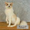 Red Marble Fox Taxidermy Mount For Sale