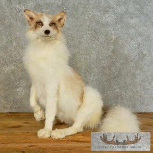 Red Marble Fox Taxidermy Mount Taxidermy