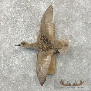 Marbled Teal Taxidermy Bird Mount Taxidermy