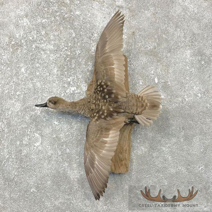 Marbled Teal Taxidermy Bird Mount For Sale