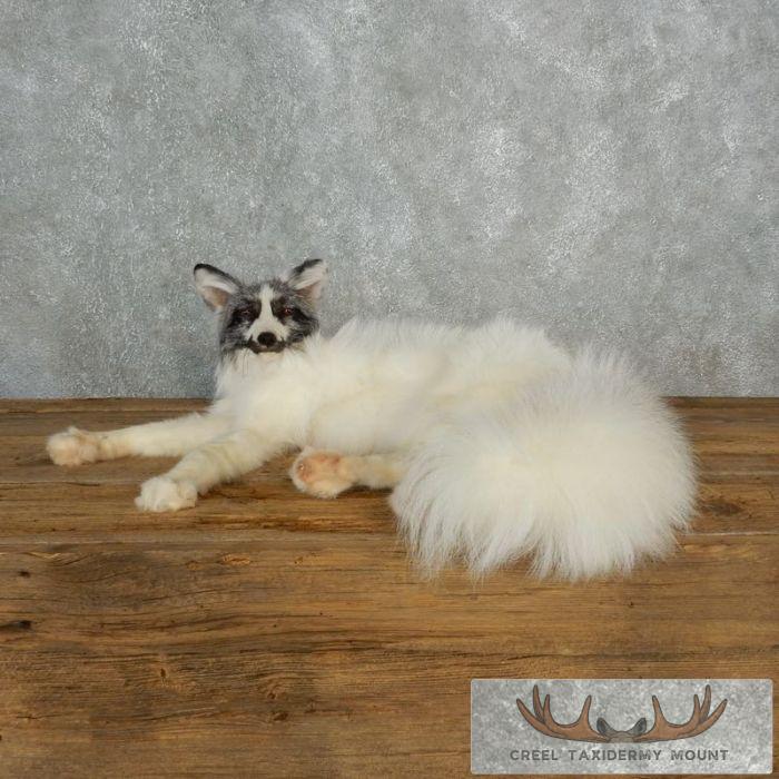 Marbled Fox Life-Size Taxidermy Mount For Sale