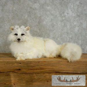 Marbled Fox Life-Size Taxidermy Mount Taxidermy