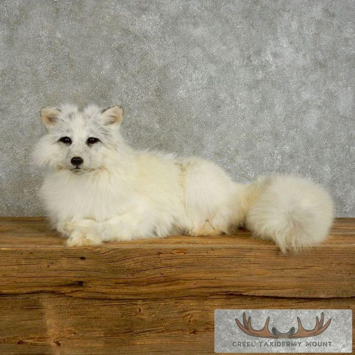 Marbled Fox Life-Size Taxidermy Mount For Sale