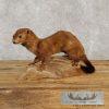 Mink Life-Size Taxidermy Mount For Sale