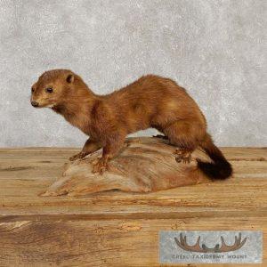 Mink Life-Size Taxidermy Mount Taxidermy