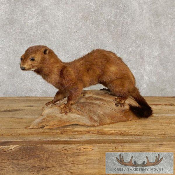 Mink Life-Size Taxidermy Mount For Sale