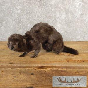 Mink Life-Size Taxidermy Mount Taxidermy
