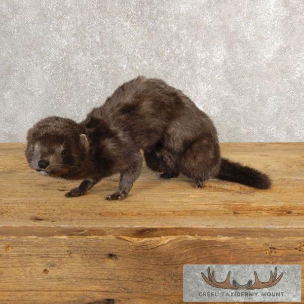 Mink Life-Size Taxidermy Mount For Sale