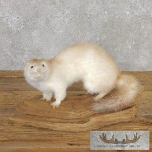 Mink Life-Size Taxidermy Mount Taxidermy