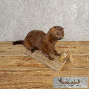Mink Life-Size Taxidermy Mount Taxidermy