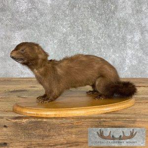 Mink Life-Size Taxidermy Mount Taxidermy
