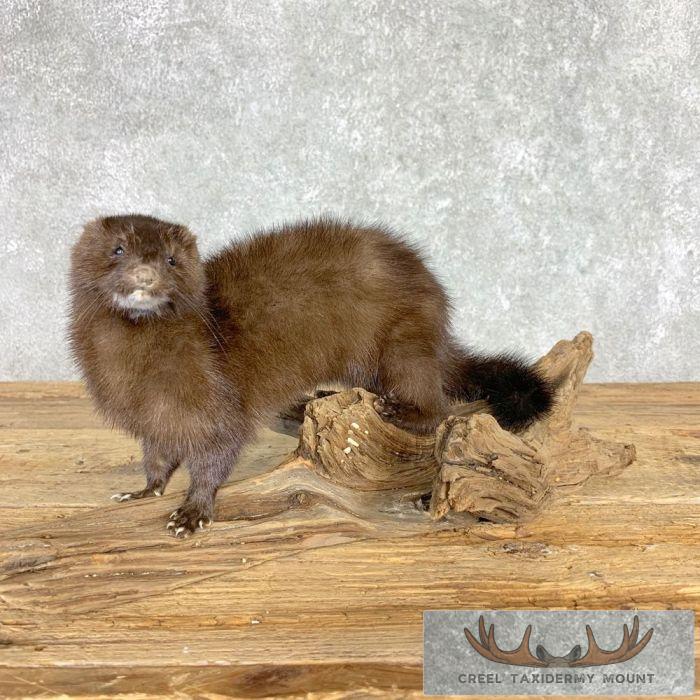 Mink Life-Size Taxidermy Mount For Sale