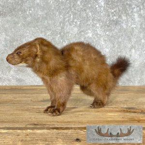 Mink Life-Size Taxidermy Mount Taxidermy