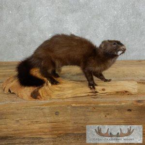 Mink Life-Size Taxidermy Mount Taxidermy
