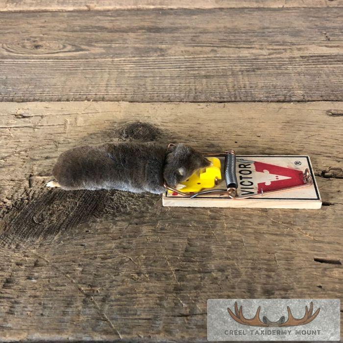 Mole Trap Life-Size Taxidermy Mount For Sale