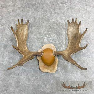 Moose Antler Taxidermy Plaque Taxidermy