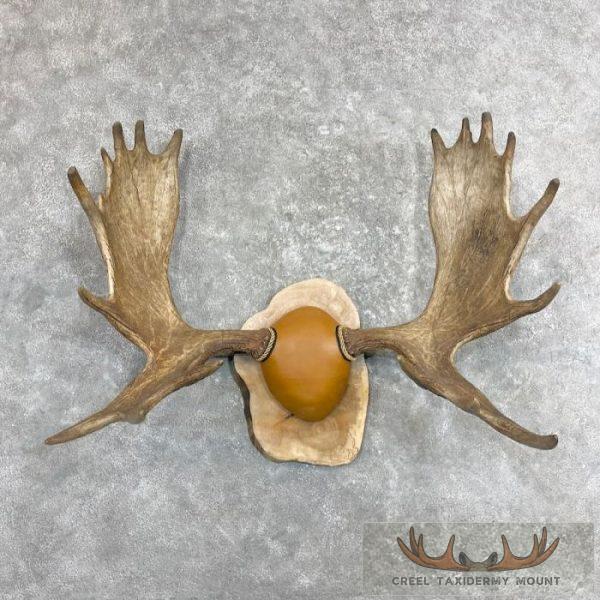 Moose Antler Taxidermy Plaque For Sale