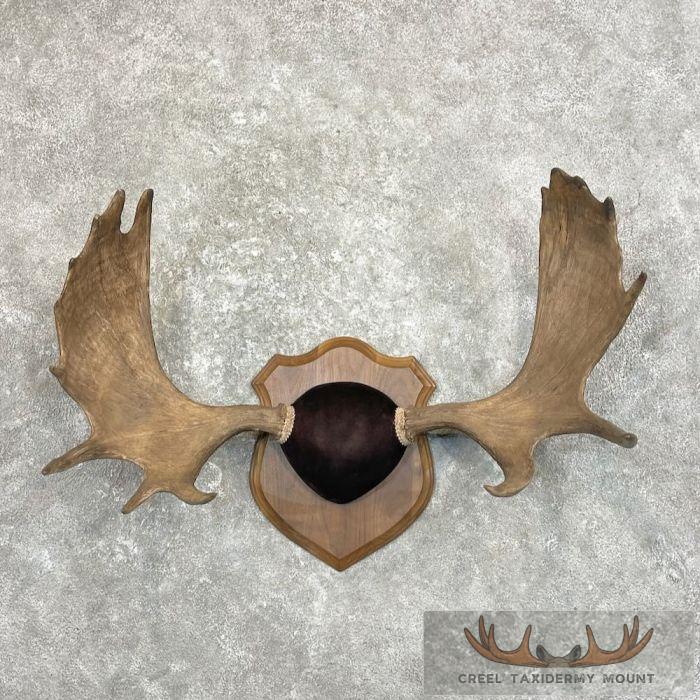 Moose Antler Taxidermy Plaque For Sale