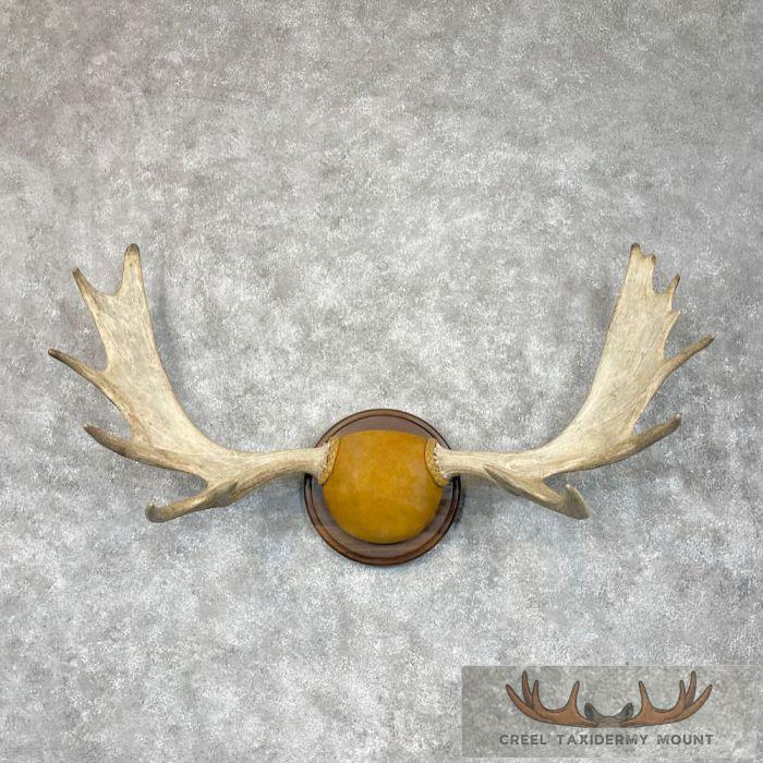 Moose Antler Taxidermy Plaque For Sale