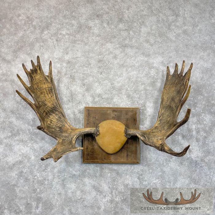 Western Canada Moose Antler Taxidermy Plaque For Sale