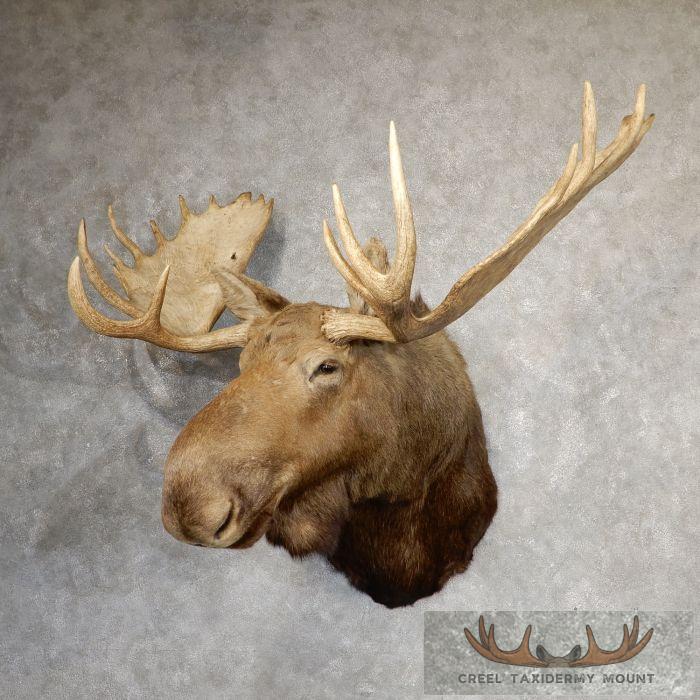 Western Canada Moose Head Taxidermy Shoulder Mount For Sale