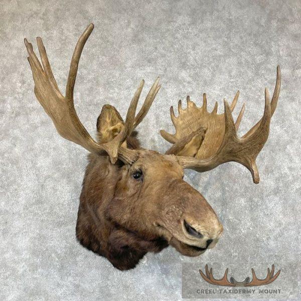 Canadian Moose Taxidermy Shoulder Mount For Sale