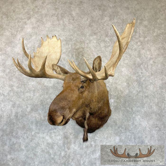 Alaskan Yukon Moose Taxidermy Shoulder Mount For Sale