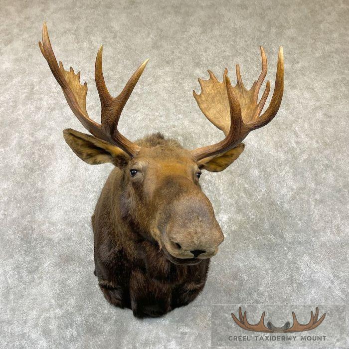 Canadian Moose Taxidermy Shoulder Mount For Sale