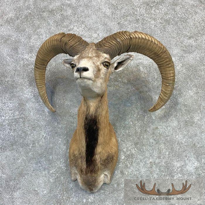 Mouflon Ram Taxidermy Shoulder Mount For Sale