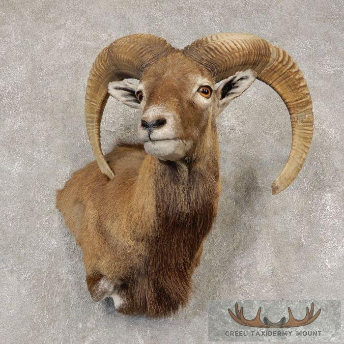 Mouflon Ram Taxidermy Wall Pedestal Mount For Sale